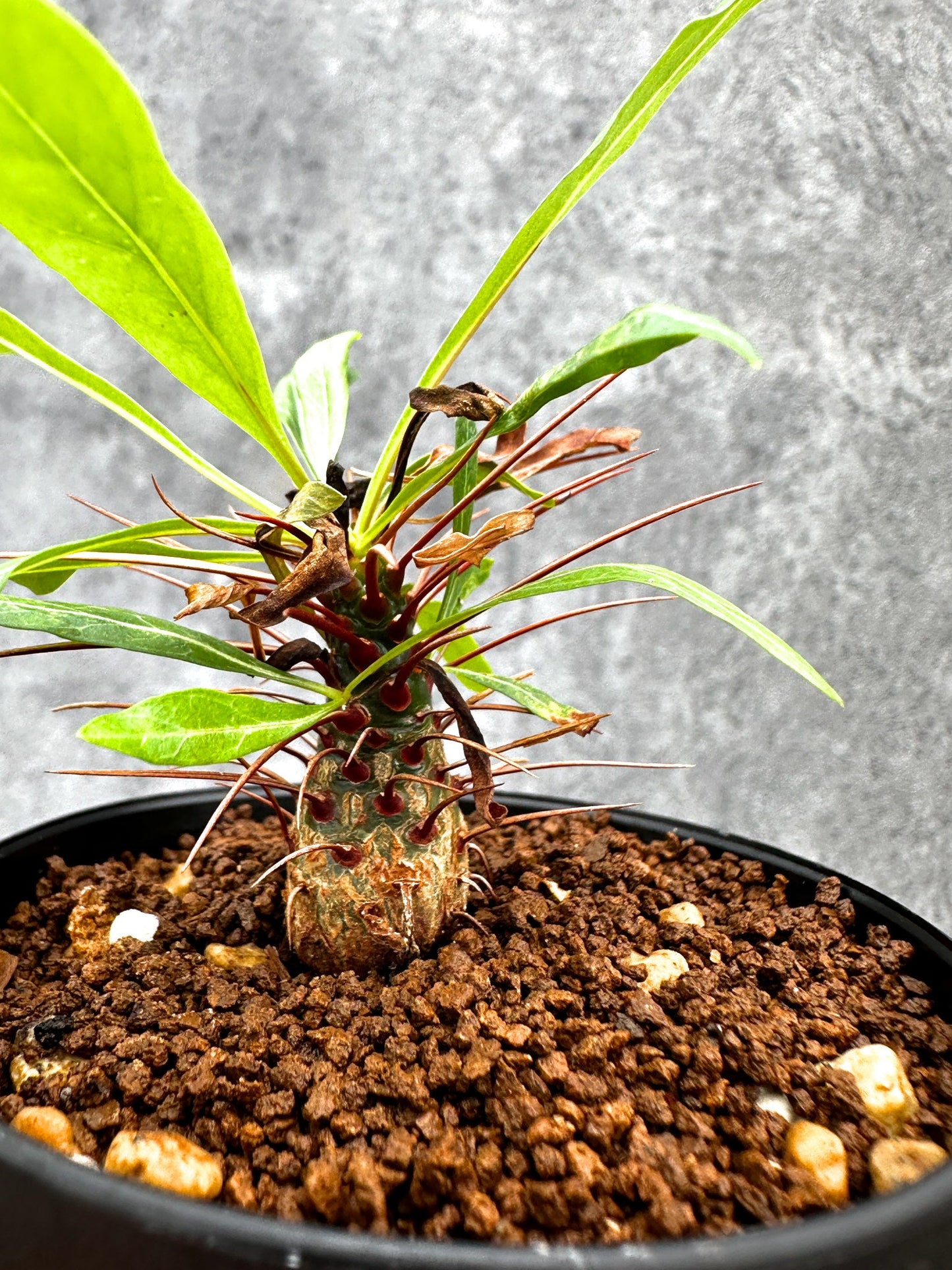 【現品限り】フォークイエリア・プルプシー 実生【I47】 Fouquieria purpusii