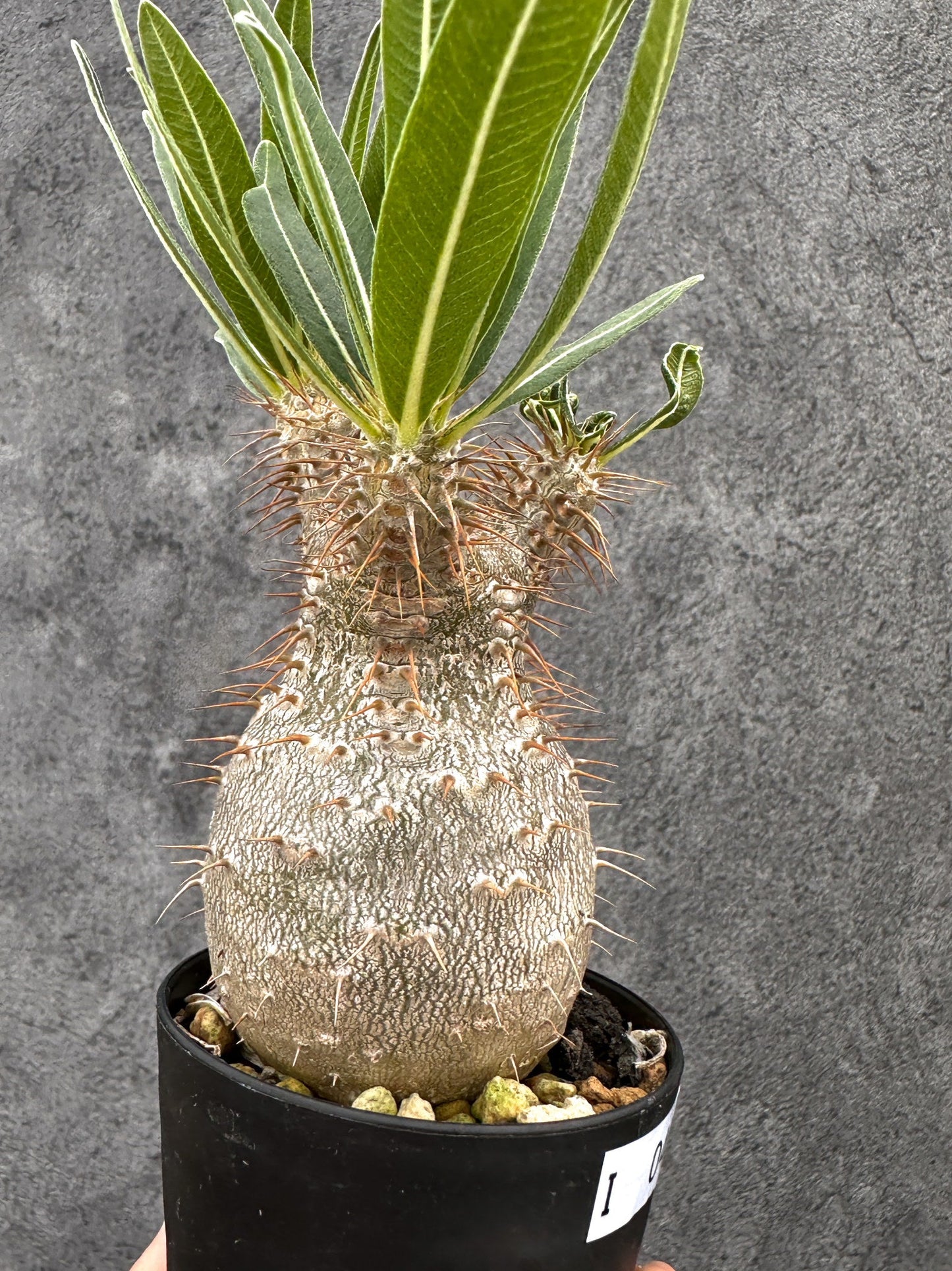 【現品限り】パキポディウム・グラキリス 実生 コレクション【I49】 Pachypodium gracilius