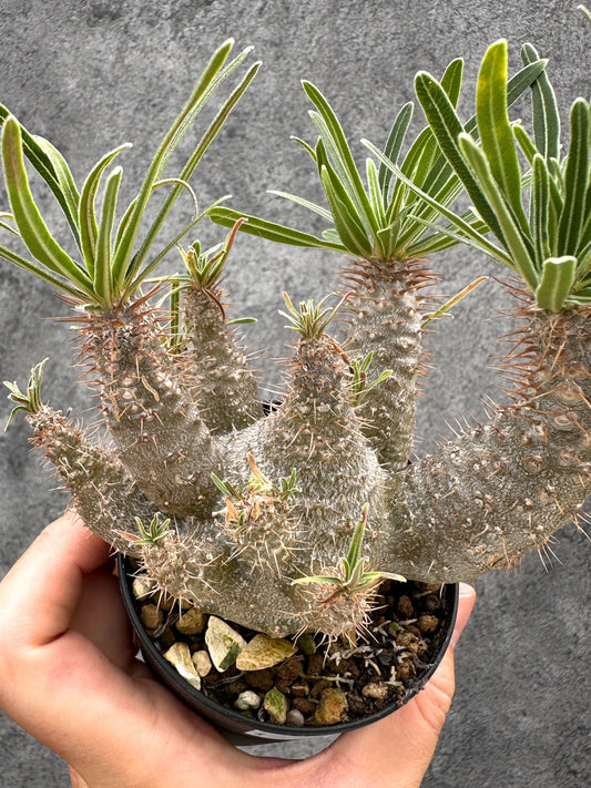 【現品限り】パキポディウム・グラキリス 実生 コレクション【I50】 Pachypodium gracilius