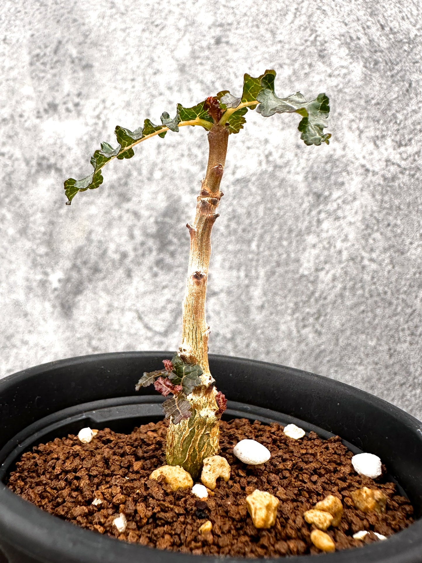 【現品限り】ボスウェリア・ナナ 実生【I53】 Boswellia nana