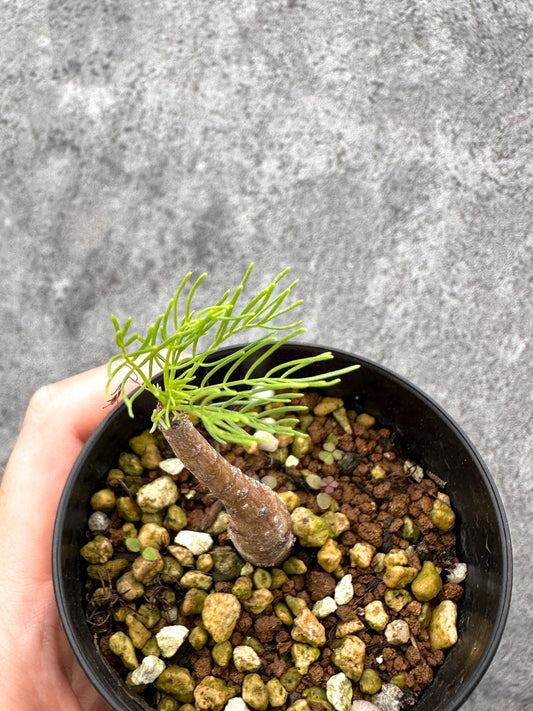 【現品限り】コミフォラ・クラウセリアーナ 実生【I58】 Commiphora kraeuseliana
