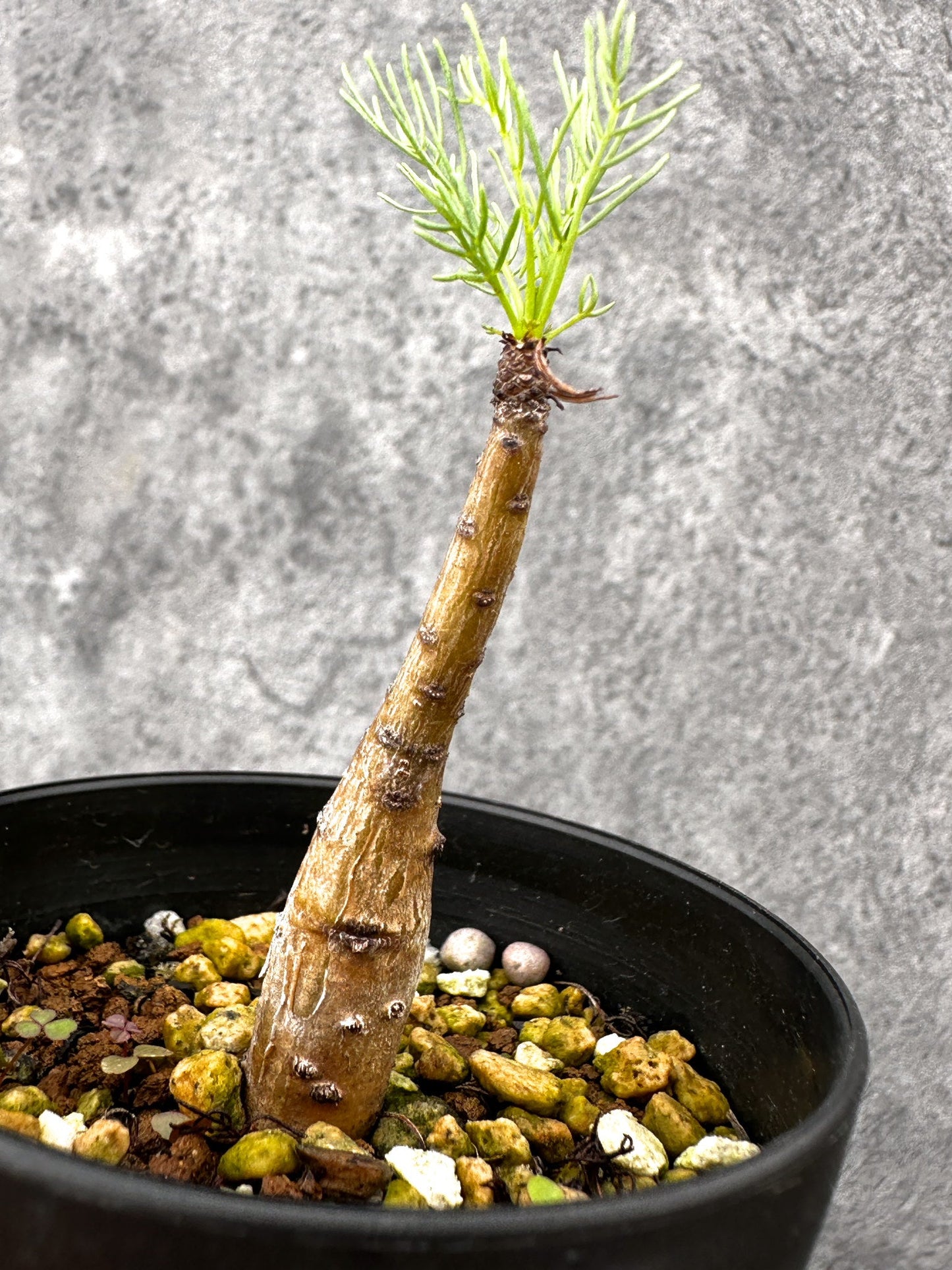 【現品限り】コミフォラ・クラウセリアーナ 実生【I58】 Commiphora kraeuseliana