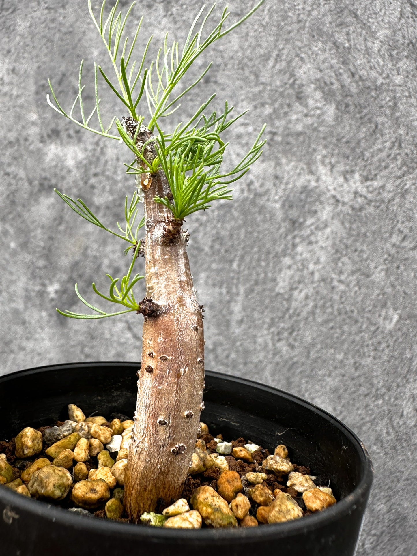 【現品限り】コミフォラ・クラウセリアーナ 実生【I59】 Commiphora kraeuseliana