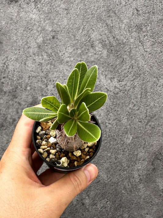 【現品限り】パキポディウム・デンシフローラム 長期実生【I5】 Pachypodium densiflorum