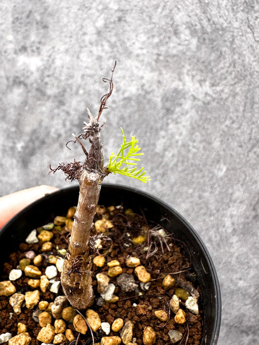 【現品限り】コミフォラ・クラウセリアーナ 実生【I60】 Commiphora kraeuseliana