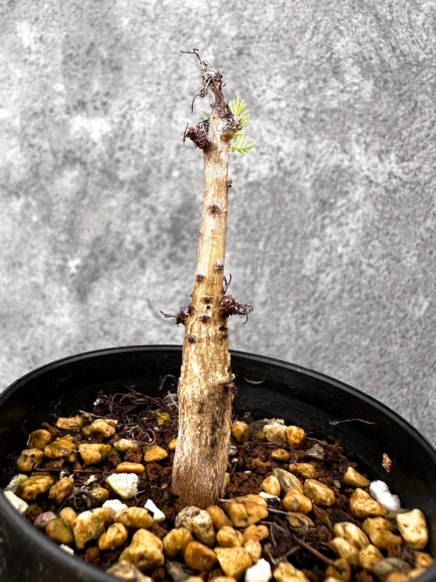 【現品限り】コミフォラ・クラウセリアーナ 実生【I60】 Commiphora kraeuseliana