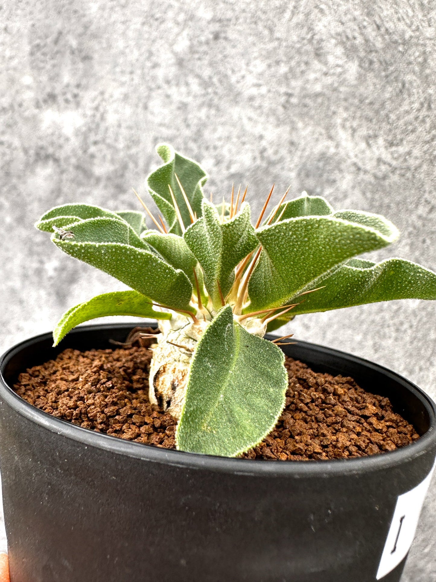 【現品限り】パキポディウム・ナマクアナム 光堂 実生【I61】 Pachypodium namaquanum
