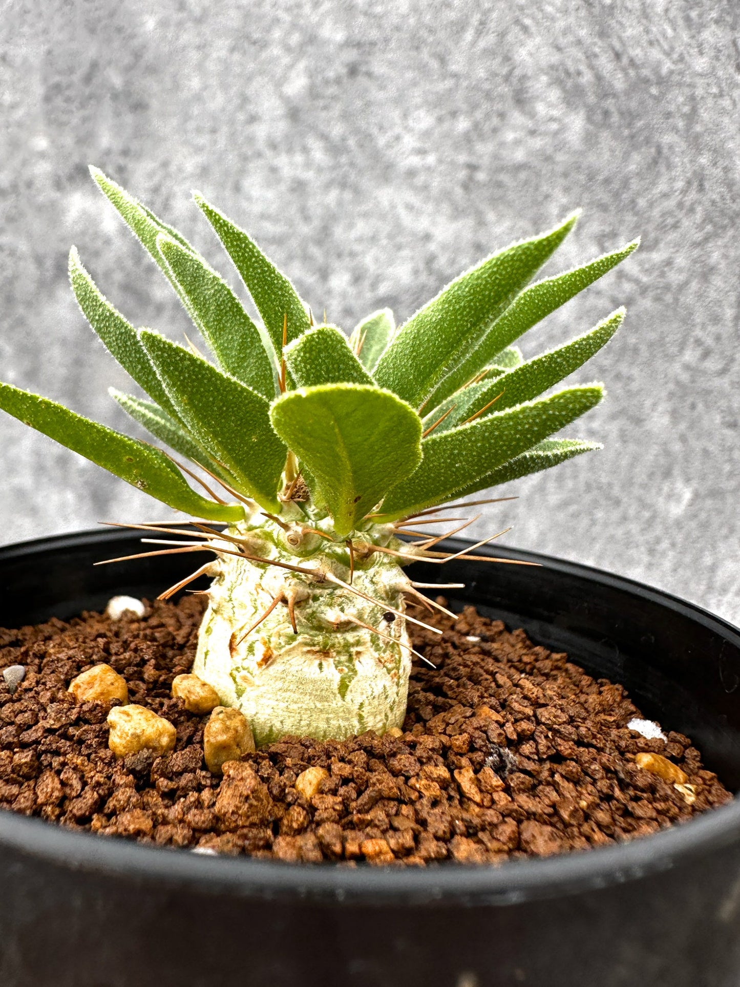 【現品限り】パキポディウム・ナマクアナム 光堂 実生【I63】 Pachypodium namaquanum