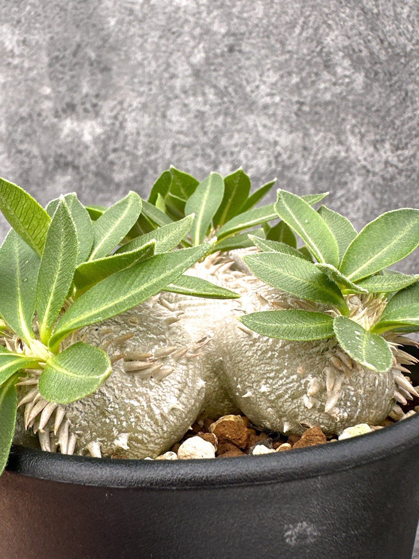 【現品限り】パキポディウム・ブレビカウレ 実生【I69】 Pachypodium brevicaule