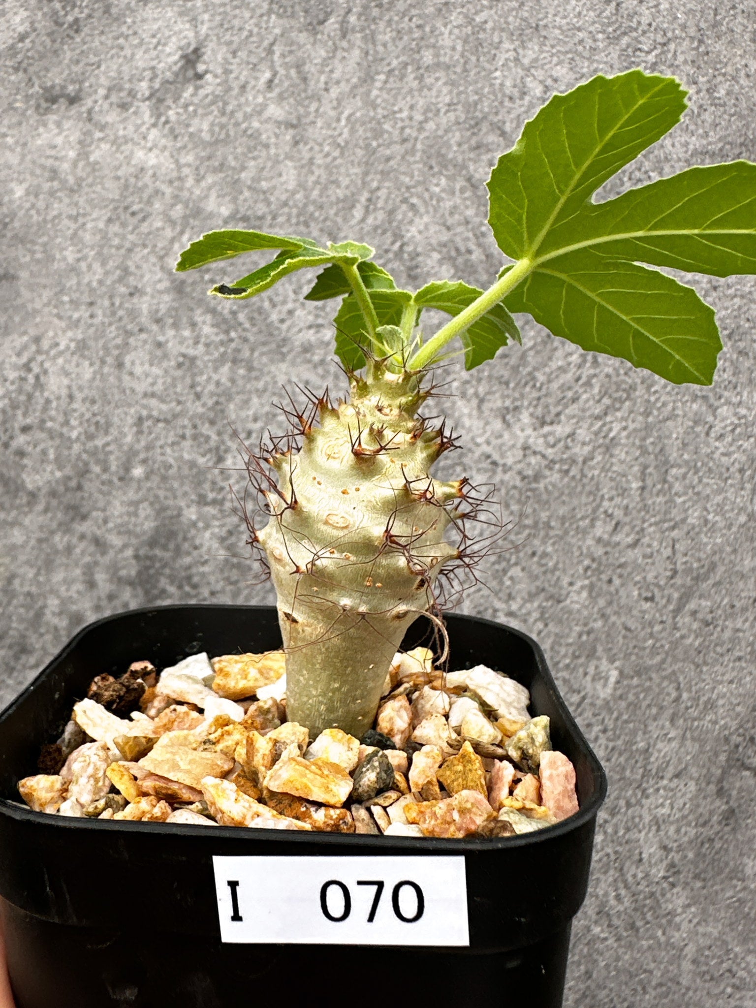 ヤトロファ・フィッシスピナ 実生【I70】 Jatropha fissispina 塊根
