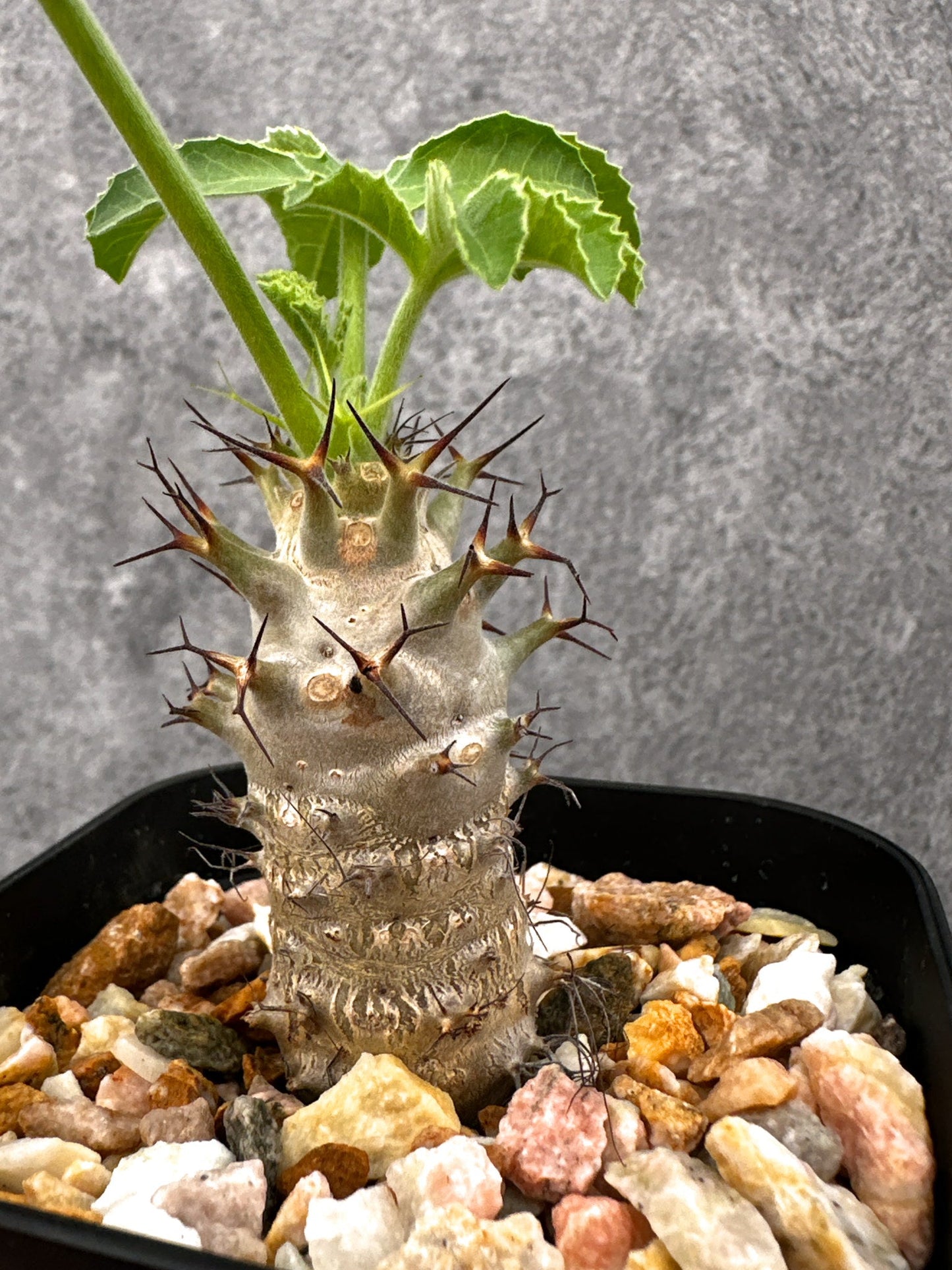 【現品限り】ヤトロファ・フィッシスピナ 実生【I71】 Jatropha fissispina