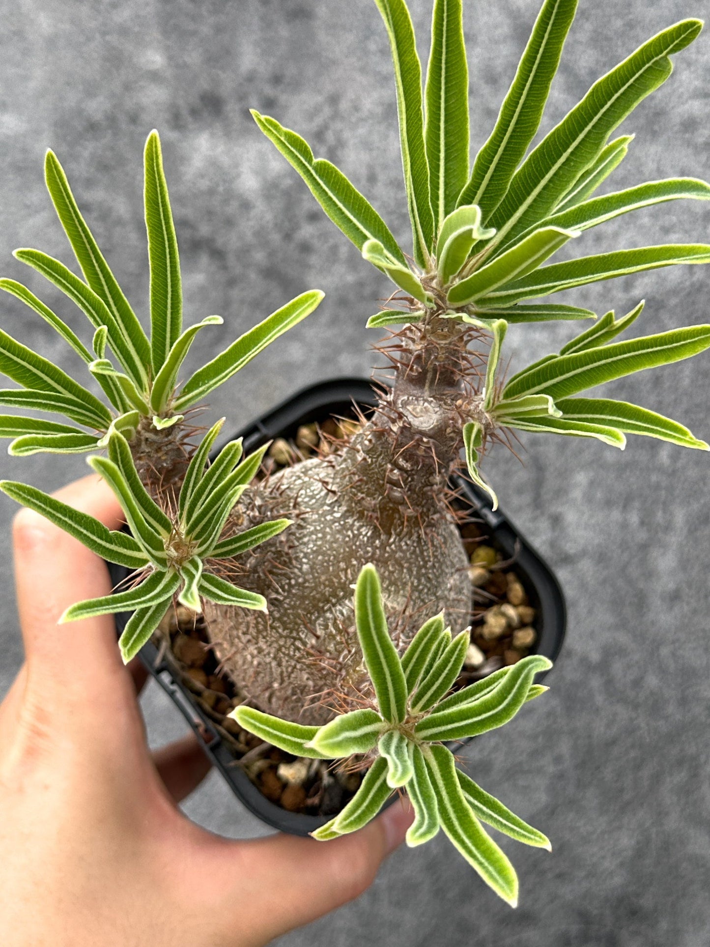 【現品限り】パキポディウム・グラキリス 実生 コレクション【I72】 Pachypodium gracilius
