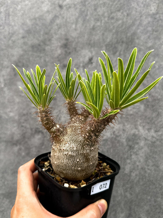 【現品限り】パキポディウム・グラキリス 実生 コレクション【I72】 Pachypodium gracilius
