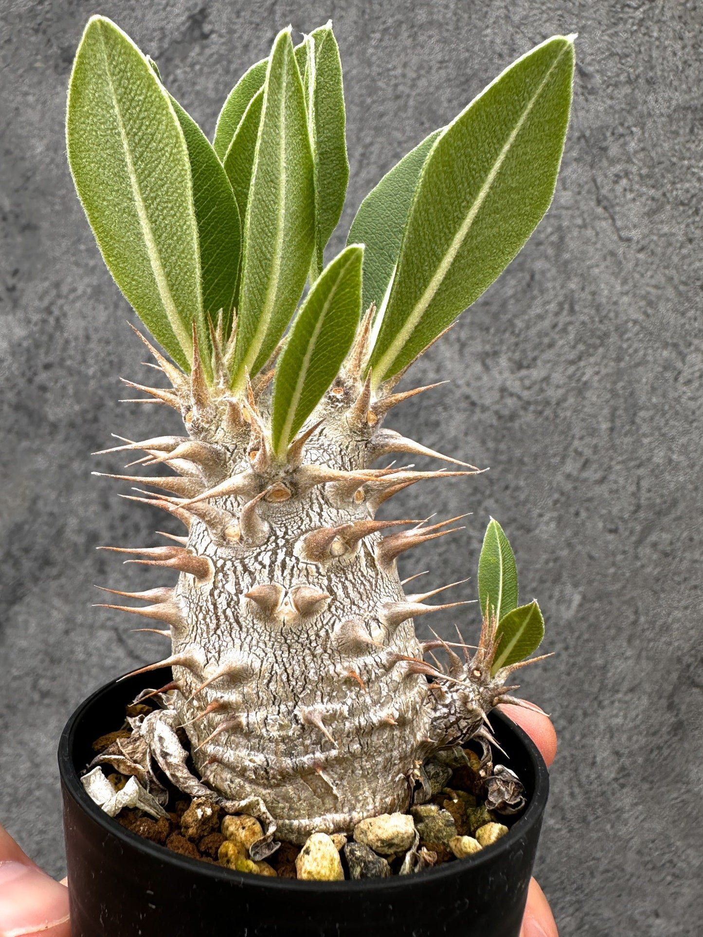 【現品限り】パキポディウム・デンシフローラム 長期実生【I7】 Pachypodium densiflorum