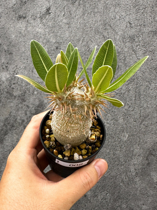 【現品限り】パキポディウム・デンシフローラム 長期実生【I8】 Pachypodium densiflorum