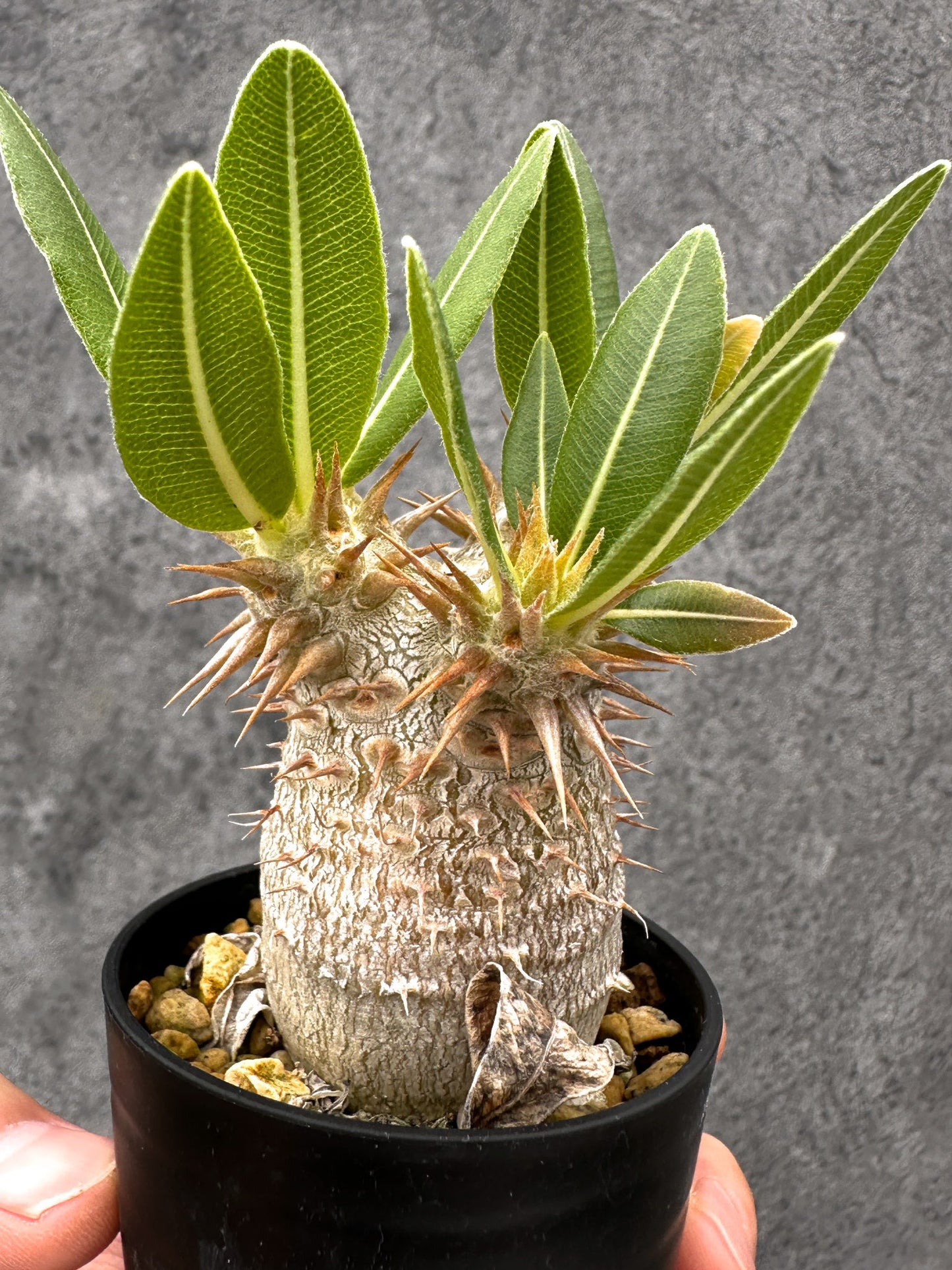 【現品限り】パキポディウム・デンシフローラム 長期実生【I8】 Pachypodium densiflorum