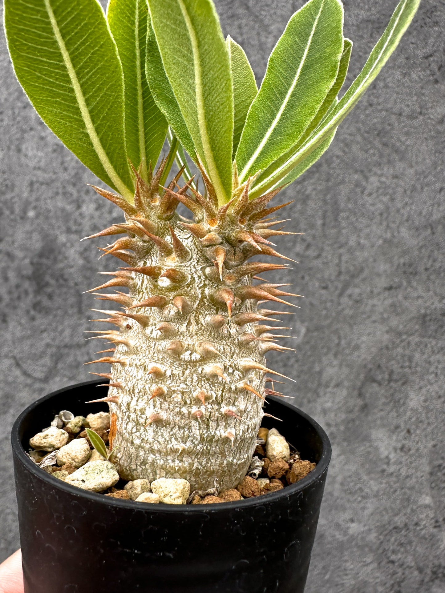 【現品限り】パキポディウム・デンシフローラム 長期実生【I9】 Pachypodium densiflorum
