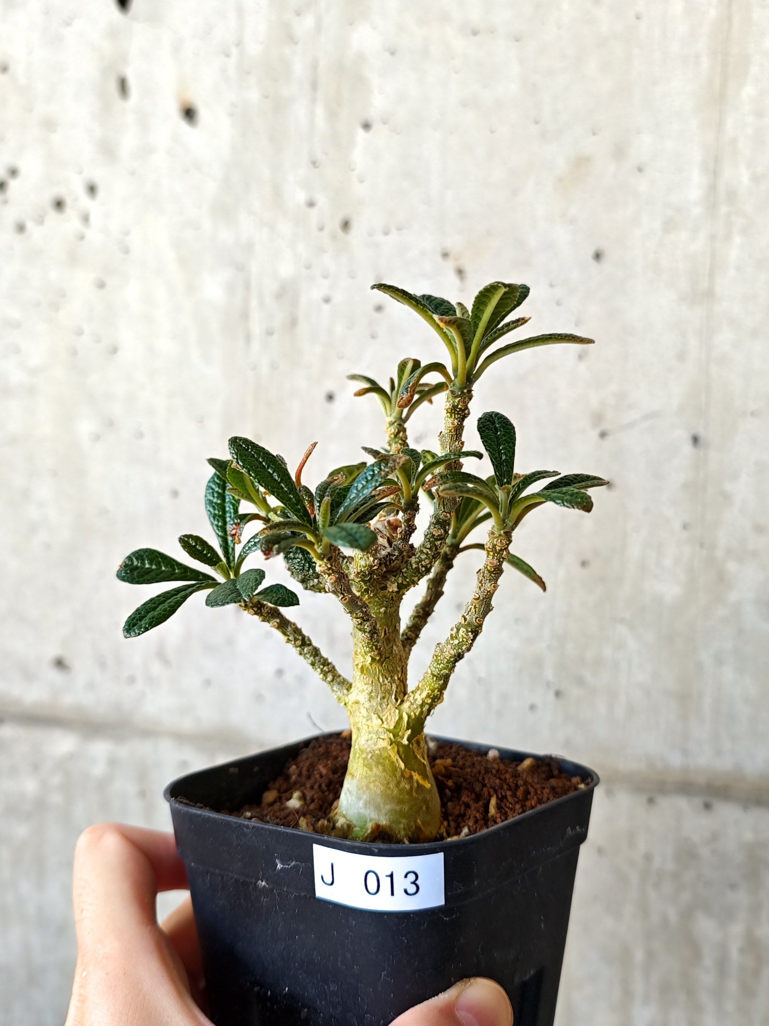 ドルステニア・ギガス 実生【J13】 Dorstenia gigas 塊根植物