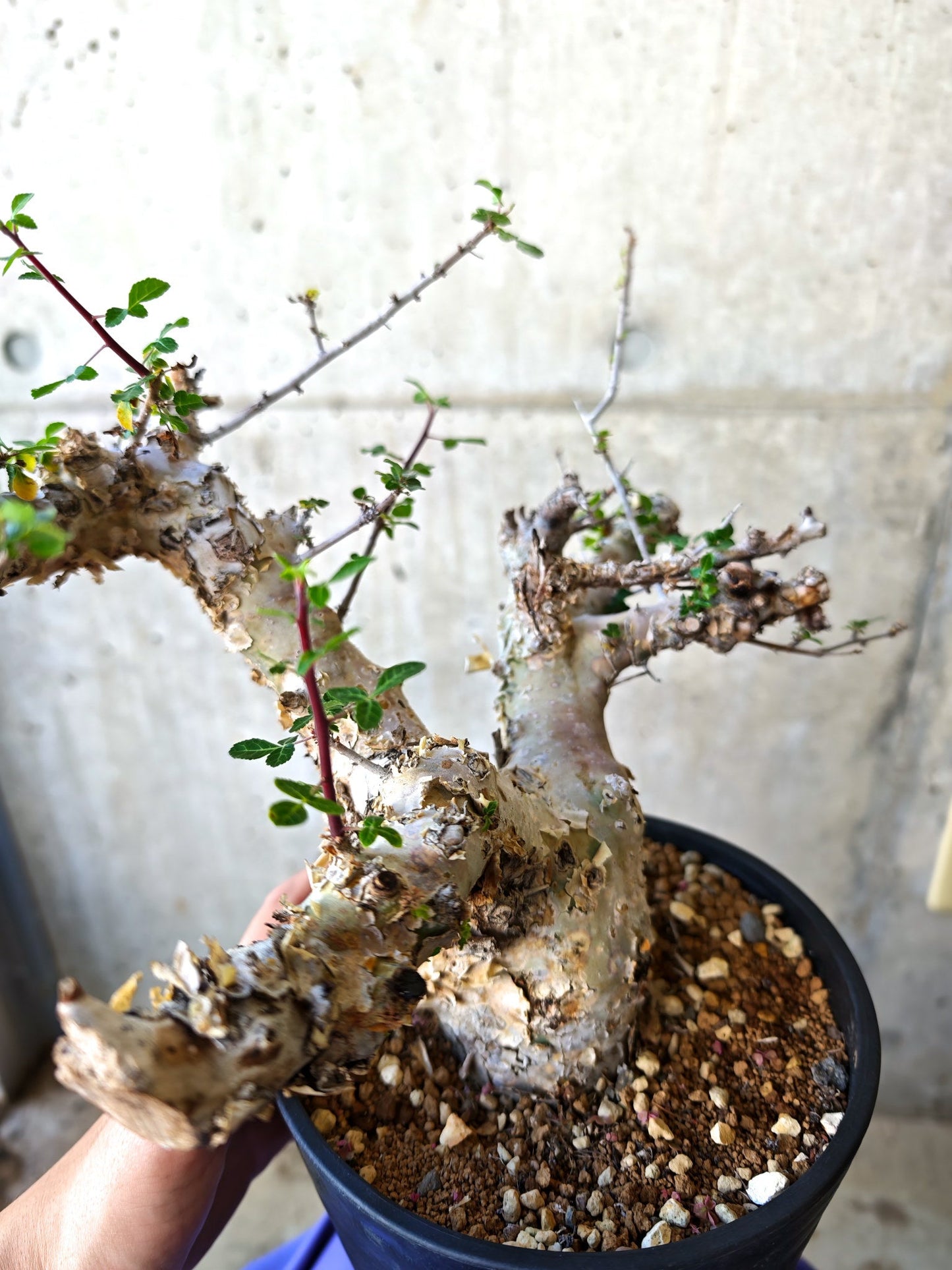 【現品限り】コミフォラ・カタフ ターカネンシス 極太 現地株 発根済み【J16】 Commiphora kataf turkanensis