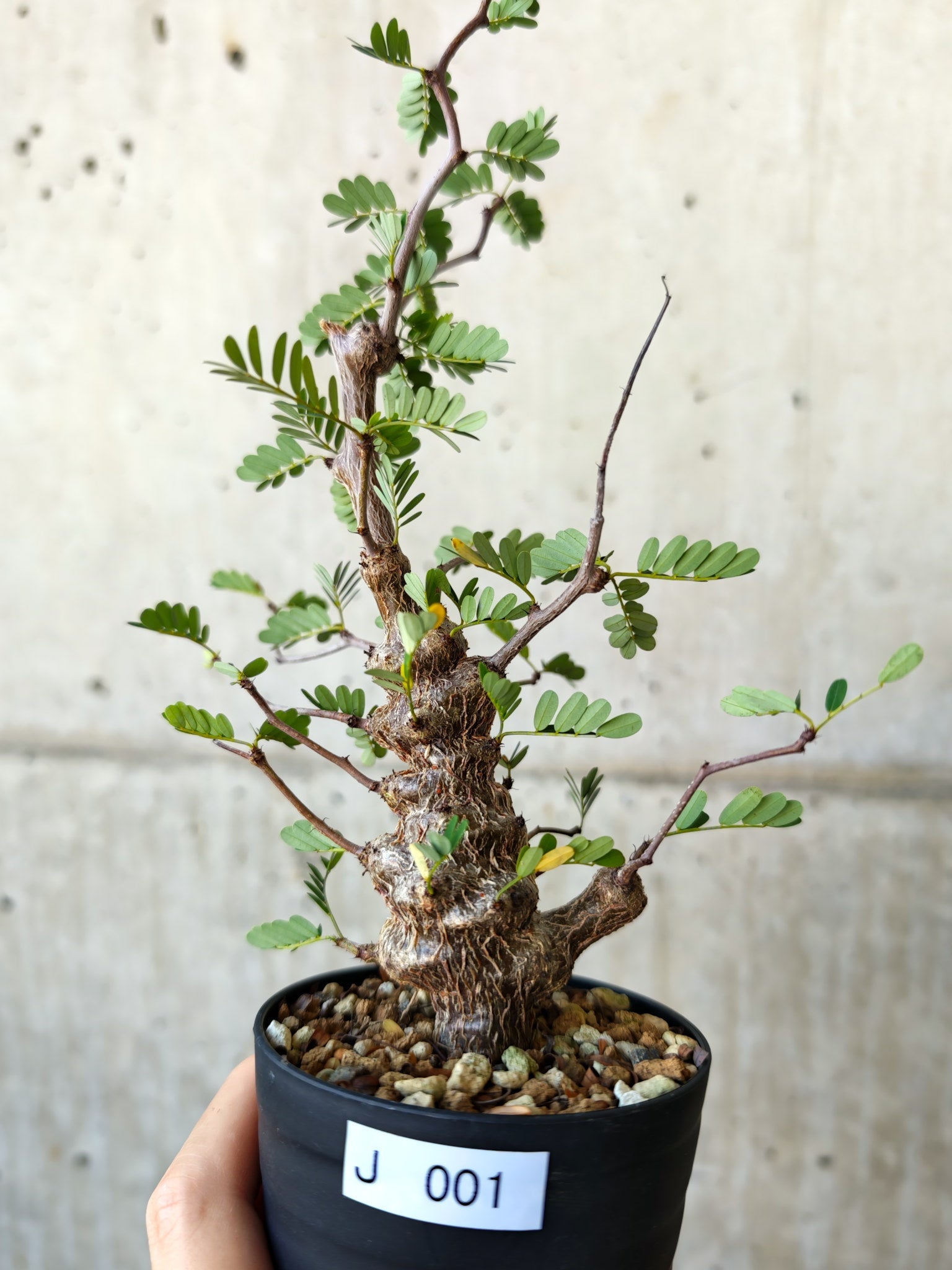 センナ・メリディオナリス 実生【J1】 Senna meridionalis 塊根植物