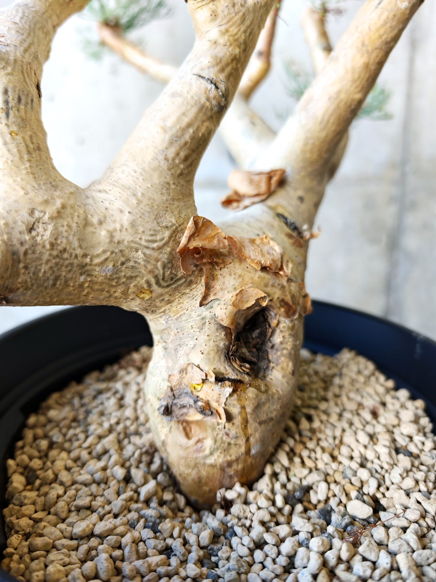 【現品限り】コミフォラ・クラウセリアーナ ウロあり 現地株 発根済み【J22】 Commiphora kraeuseliana