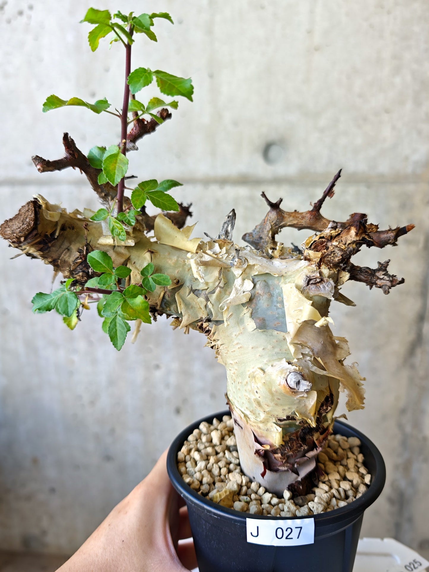 【現品限り】コミフォラ・カタフ ターカネンシス 現地株 発根済み【J27】 Commiphora kataf turkanensis
