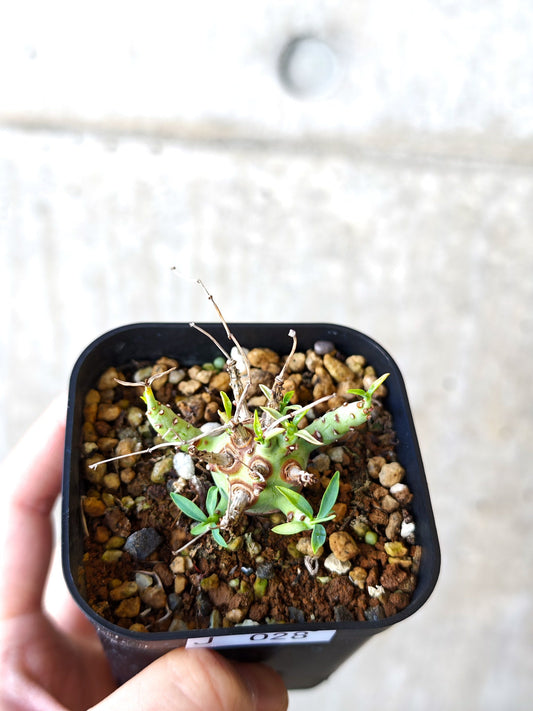 【現品限り】ユーフォルビア・エチュベルクローサ 実生【J28】 Euphorbia etuberculosa