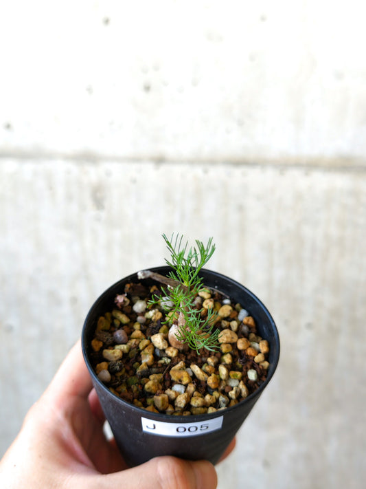 【現品限り】コミフォラ・クラウセリアーナ 実生【J5】 Commiphora kraeuseliana