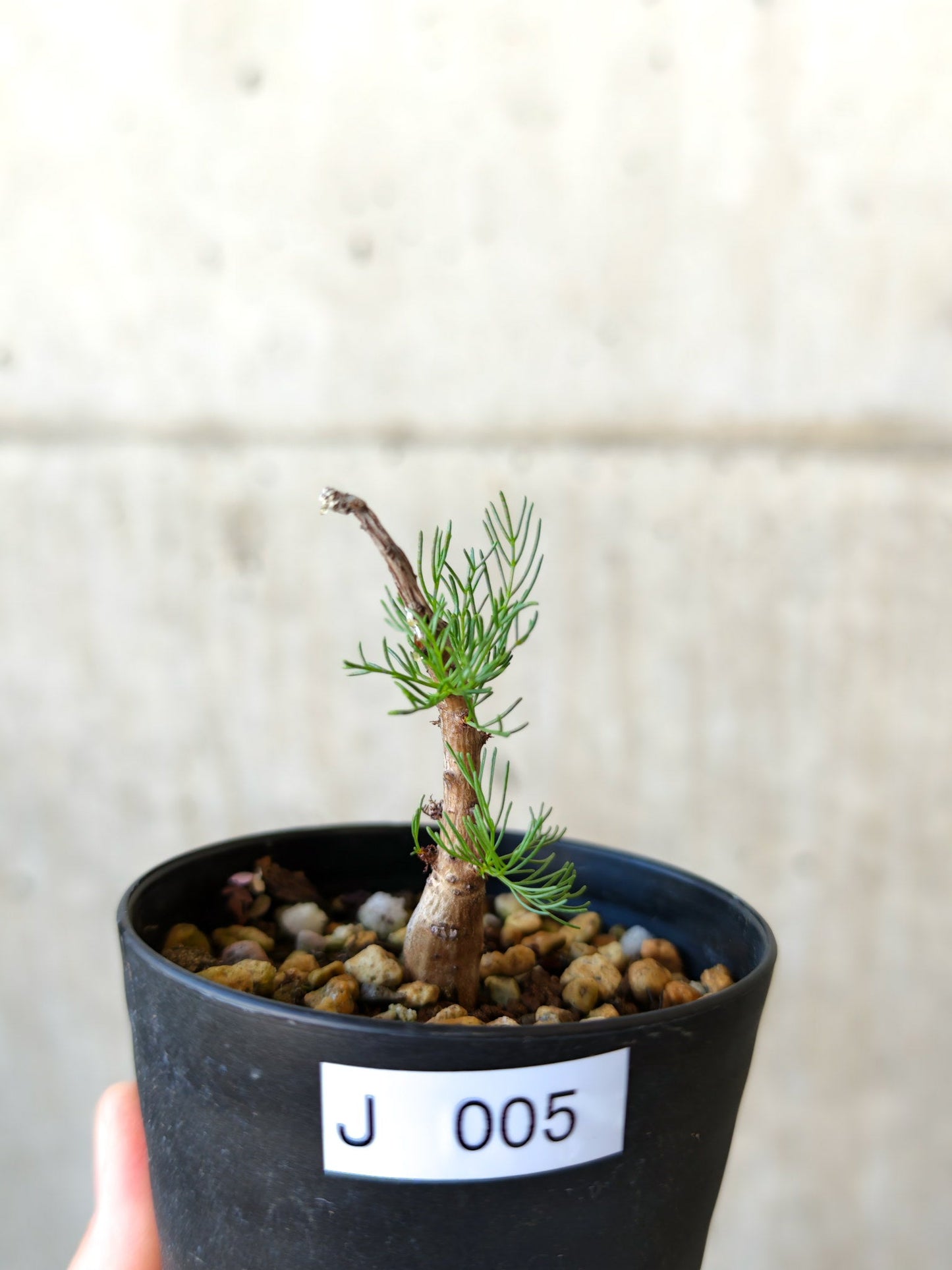 【現品限り】コミフォラ・クラウセリアーナ 実生【J5】 Commiphora kraeuseliana