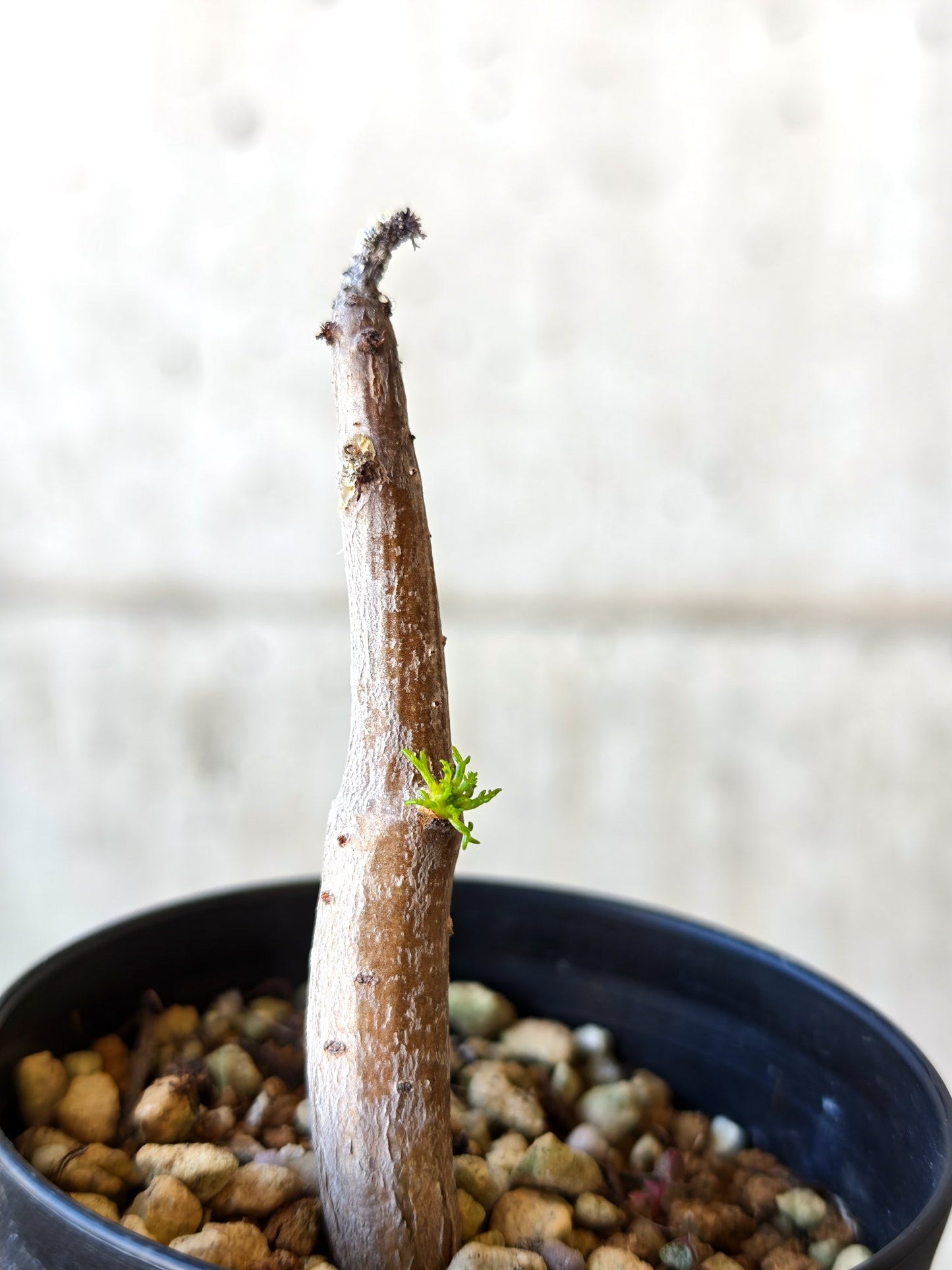 【現品限り】コミフォラ・クラウセリアーナ 実生【J6】 Commiphora kraeuseliana