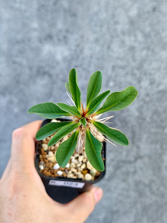 【現品限り】ユーフォルビア・ギラウミニアナ 実生【K23】 Euphorbia guillauminiana