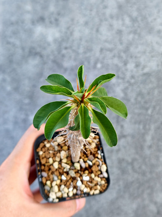 【現品限り】ユーフォルビア・ギラウミニアナ 実生【K25】 Euphorbia guillauminiana
