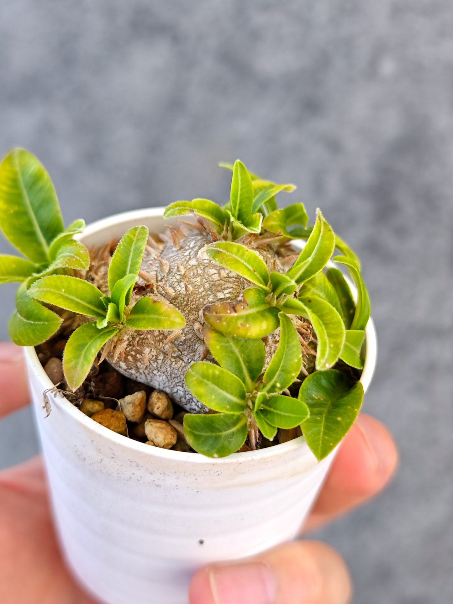 【現品限り】パキポディウム・ブレビカウレ 実生【K30】 Pachypodium brevicaule