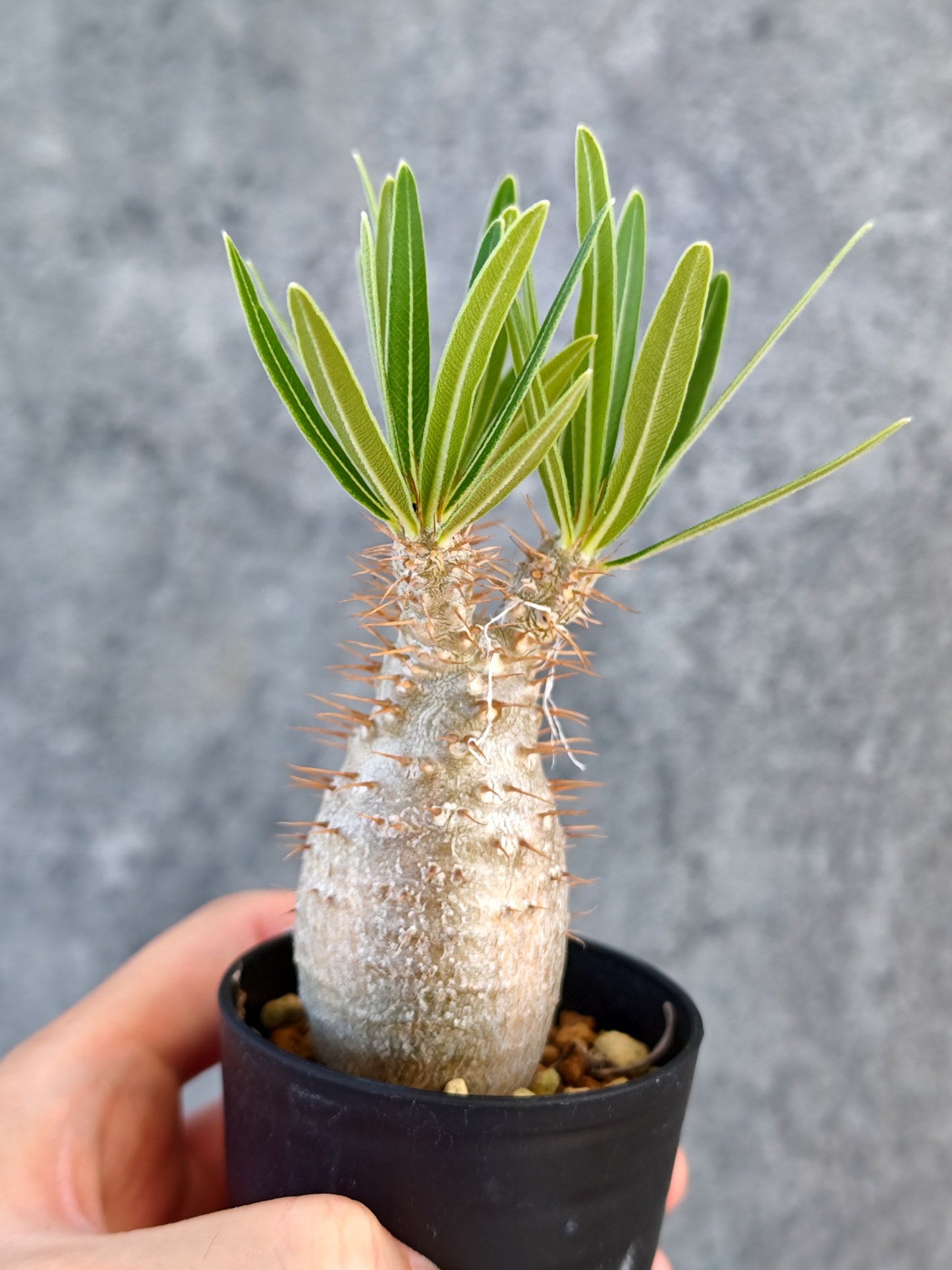 【現品限り】パキポディウム・グラキリス 実生【K31】 Pachypodium gracilius
