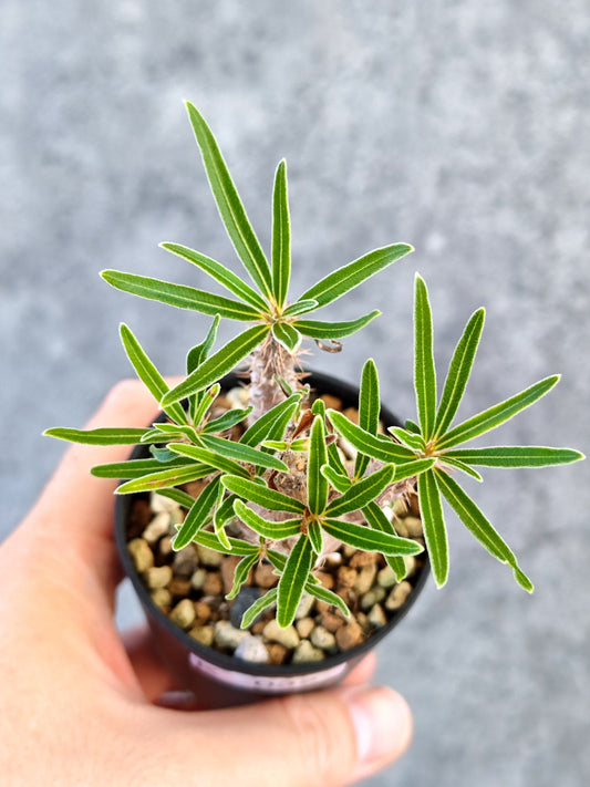 【現品限り】パキポディウム・グラキリス 実生【K32】 Pachypodium gracilius