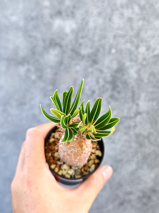 【現品限り】パキポディウム・グラキリス 実生【K35】 Pachypodium gracilius