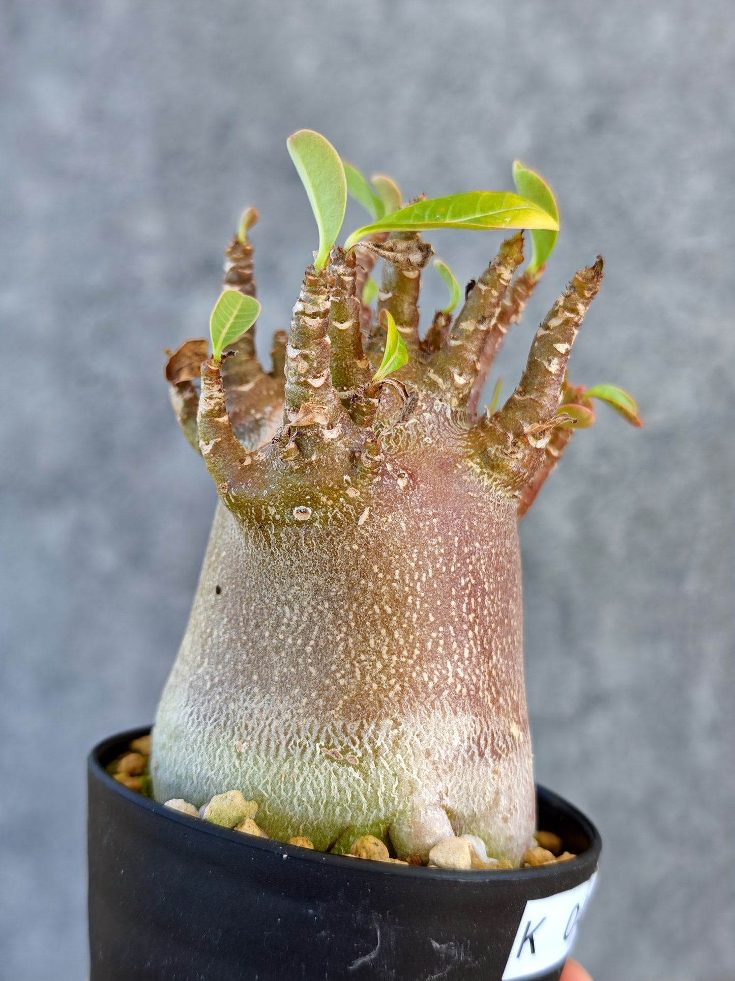 【現品限り】アデニウム・アラビカム ブラックスキン 実生【K42】 Adenium arabicum 'Black skin'
