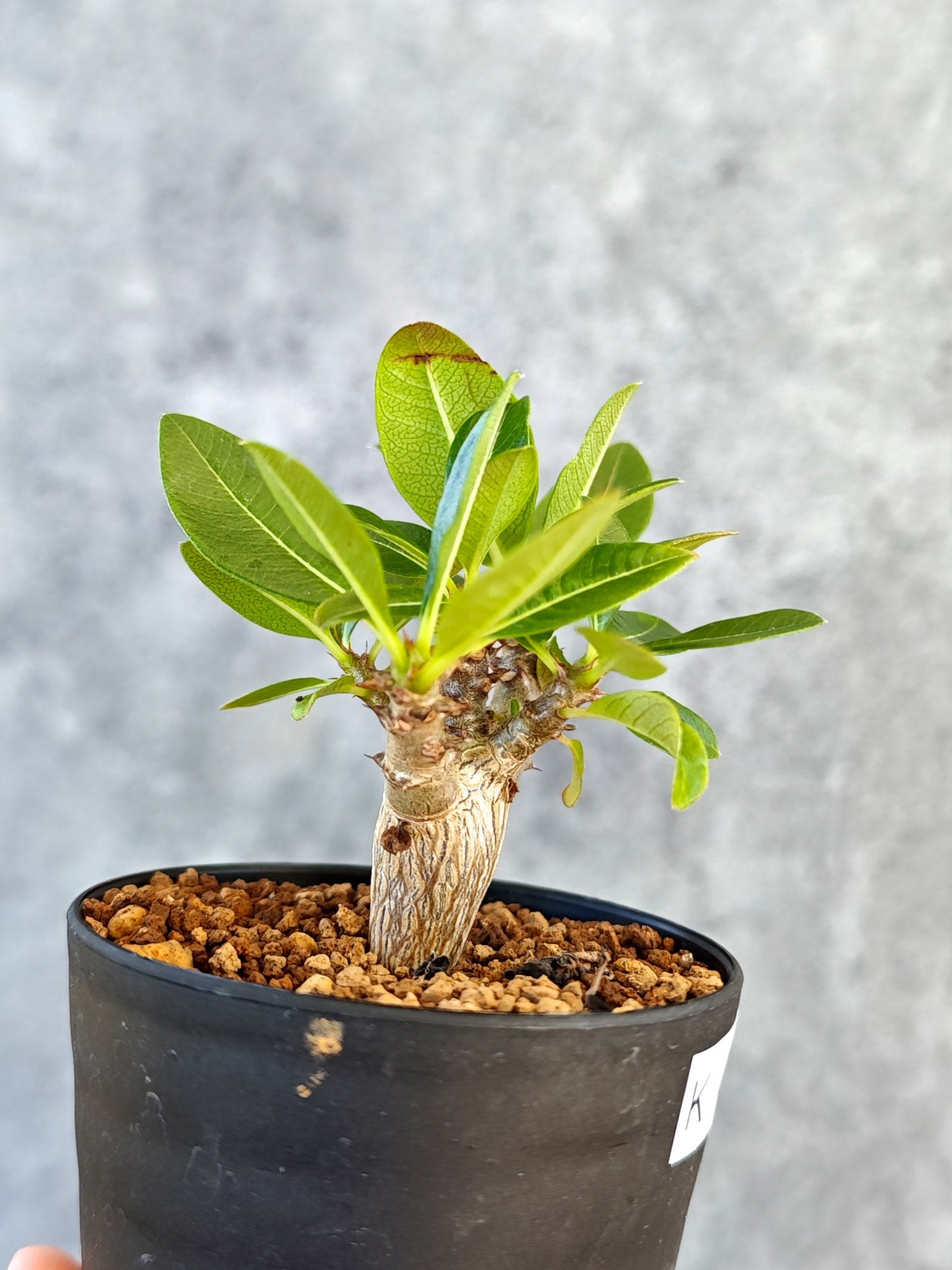【現品限り】パキポディウム・ウィンゾリー 実生【K45】 Pachypodium windsorii