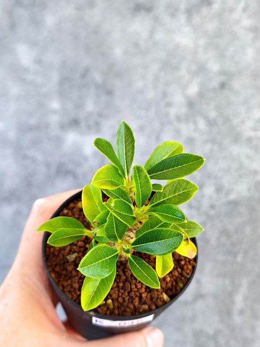 【現品限り】パキポディウム・ウィンゾリー 実生【K46】 Pachypodium windsorii