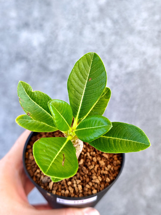 【現品限り】パキポディウム・ウィンゾリー 実生【K47】 Pachypodium windsorii