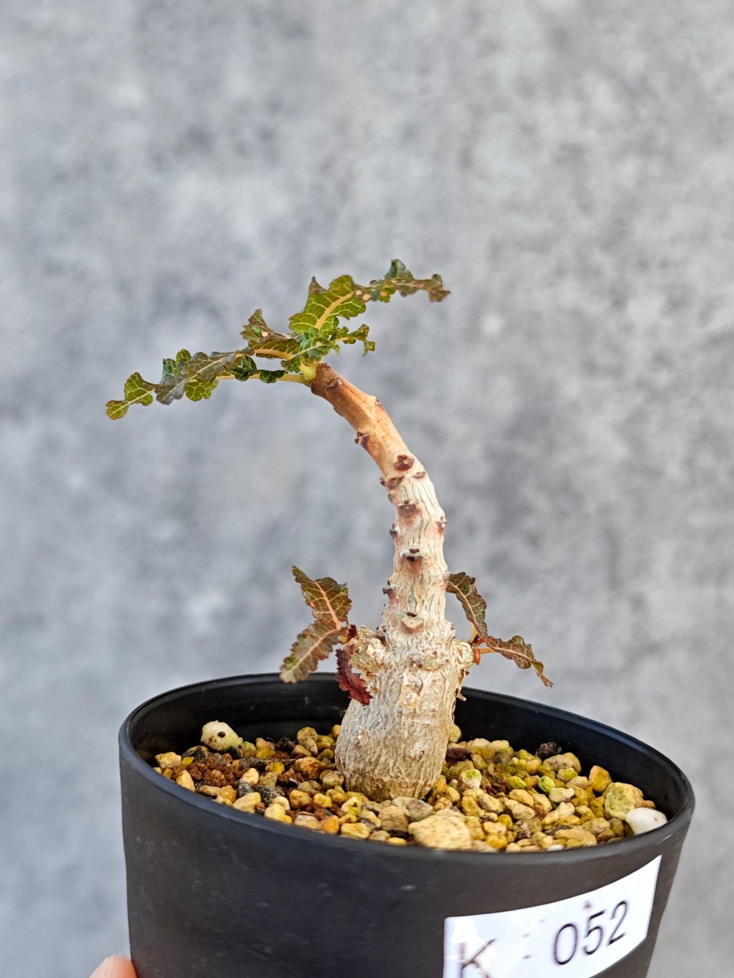 【現品限り】ボスウェリア・ナナ 実生【K52】 Boswellia nana