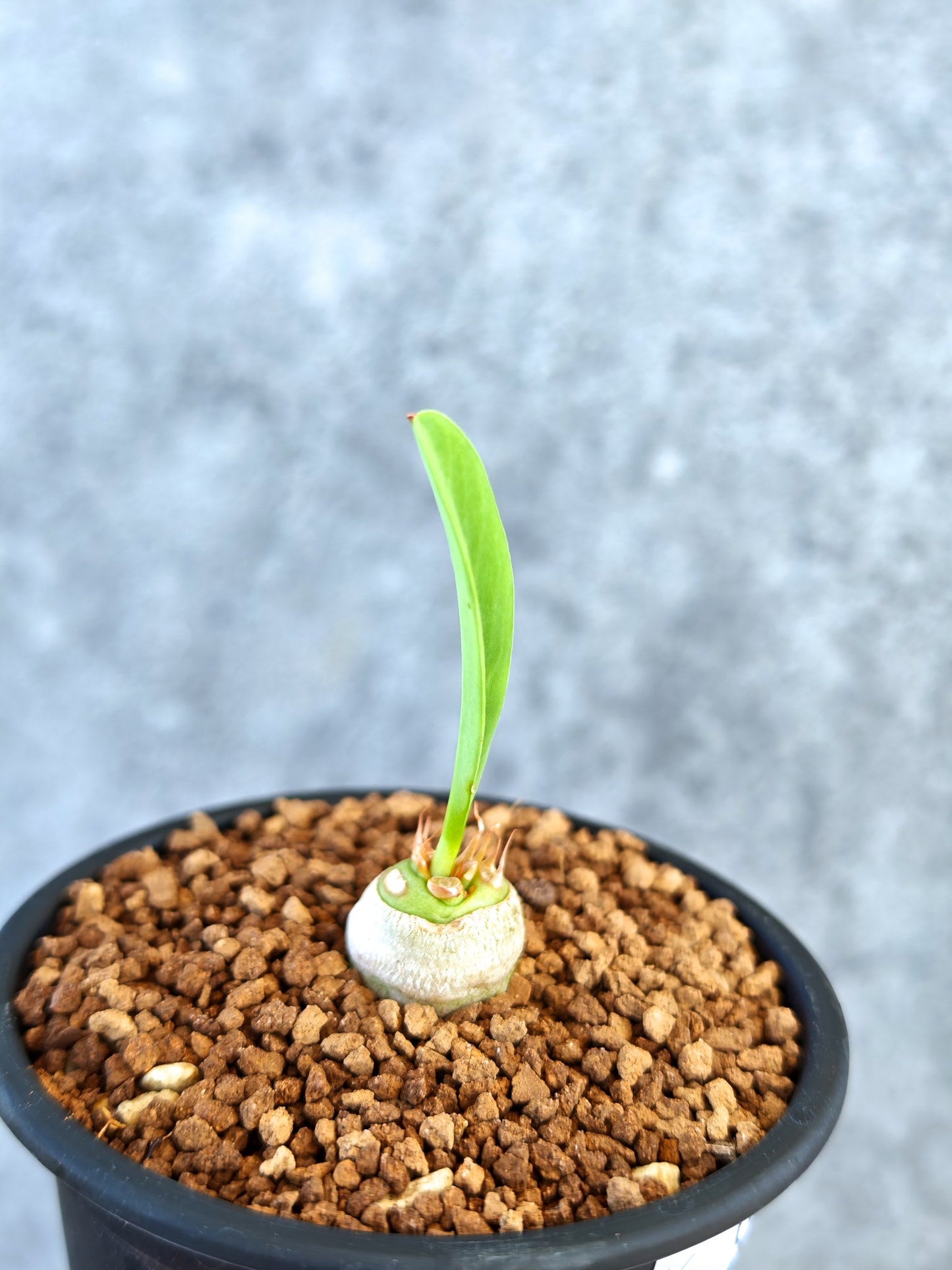 【現品限り】ユーフォルビア・サピニー 実生【K55】 Euphorbia sapinii