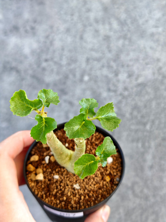 【現品限り】ドルステニア・ジプソフィラ 実生【K57】 Dorstenia gypsophila