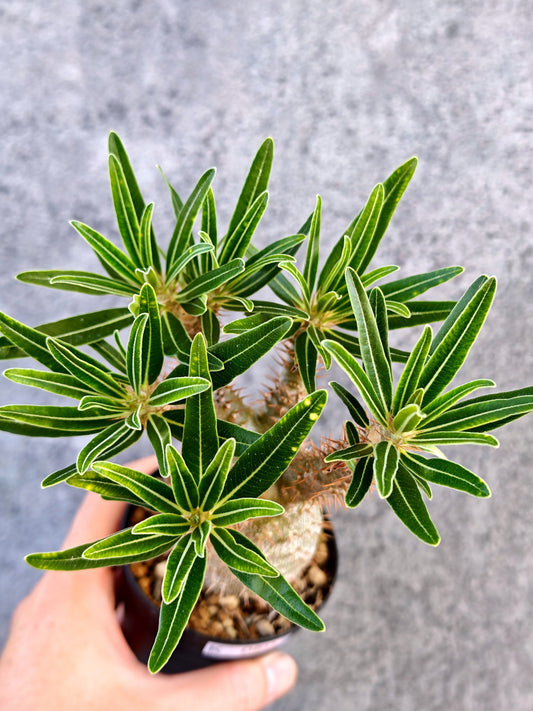 【現品限り】パキポディウム・グラキリス 実生【K60】 Pachypodium gracilius
