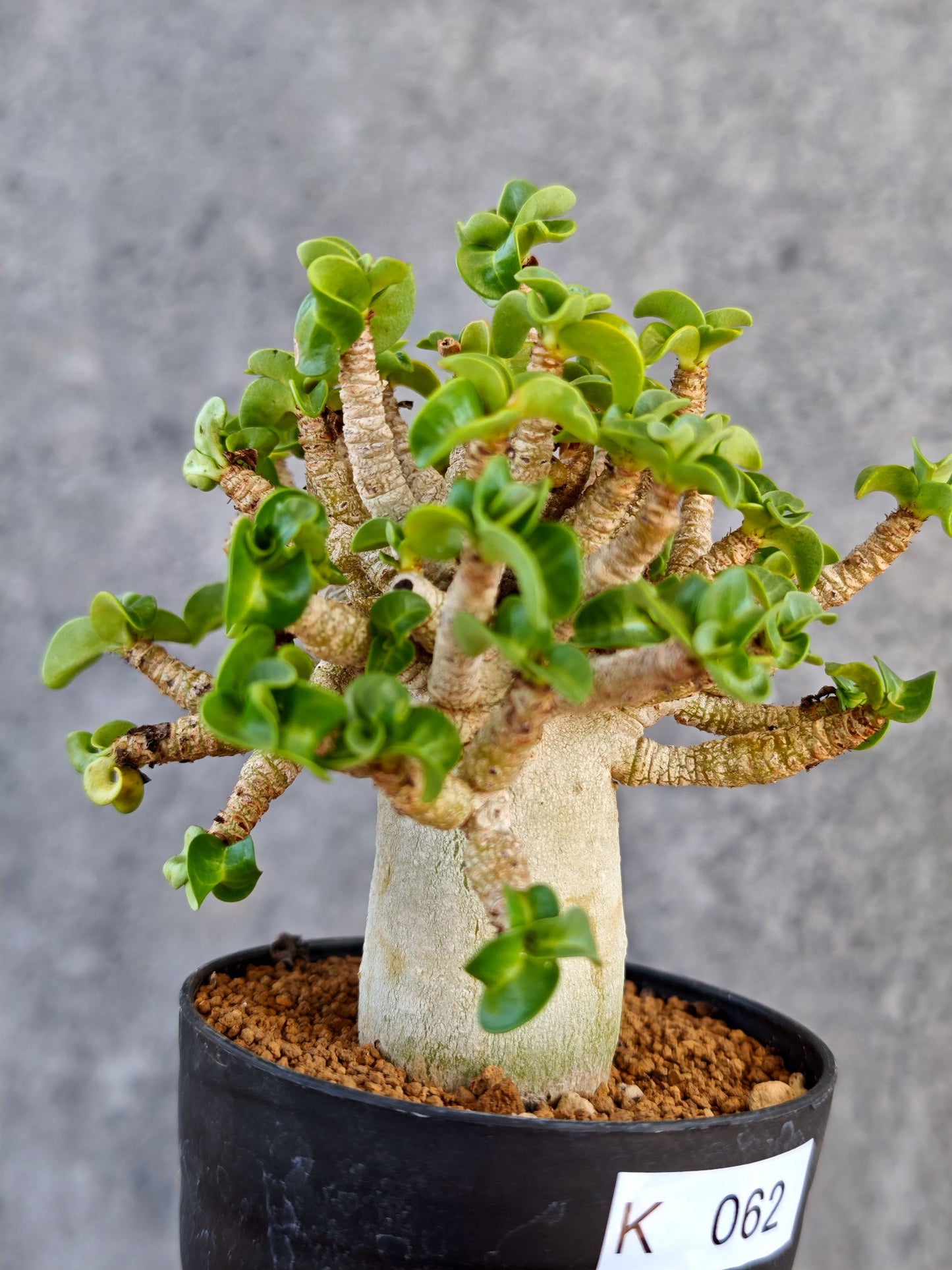 【現品限り】アデニウム・DHA 葉巻 美肌【K62】 Adenium DHA
