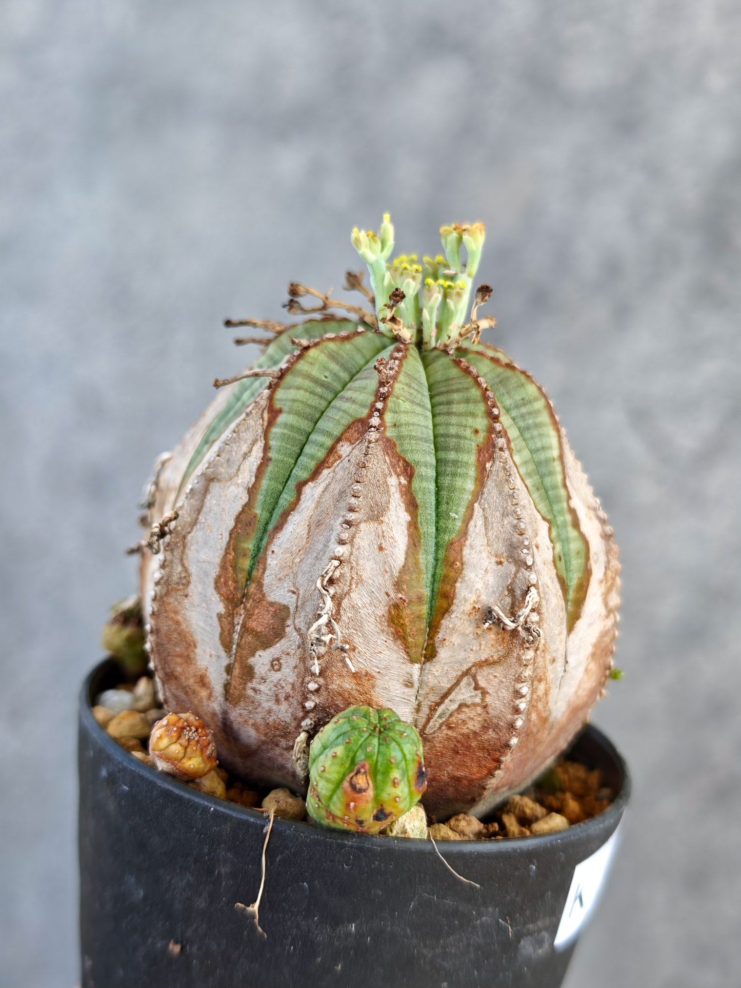 【現品限り】ユーフォルビア・オベサ メス コレクション株 実生【K71】 Euphorbia obesa