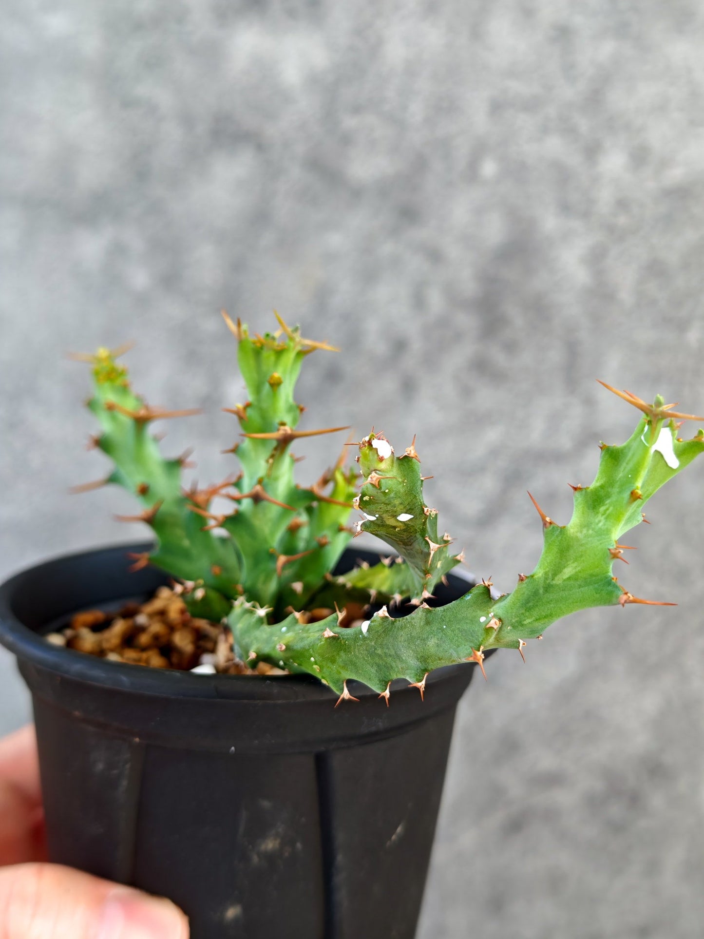 【現品限り】ユーフォルビア・クラビゲラ 実生【K81】 Euphorbia clavigera