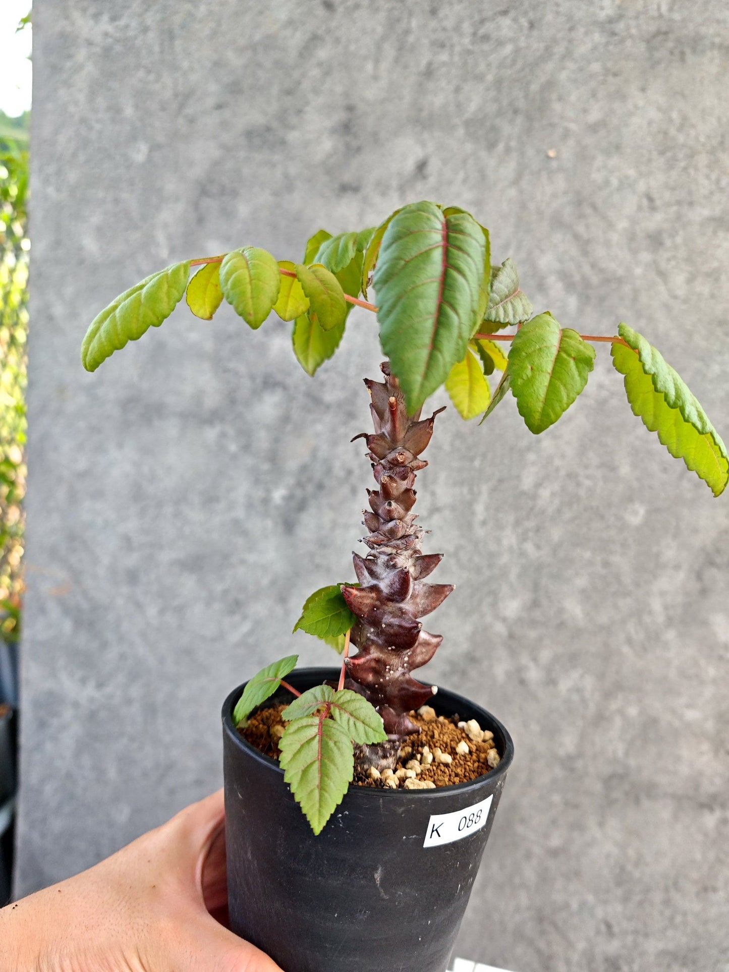 【現品限り】ベイセリア・メキシカーナ 大株 実生【K88】 Beiselia mexicana