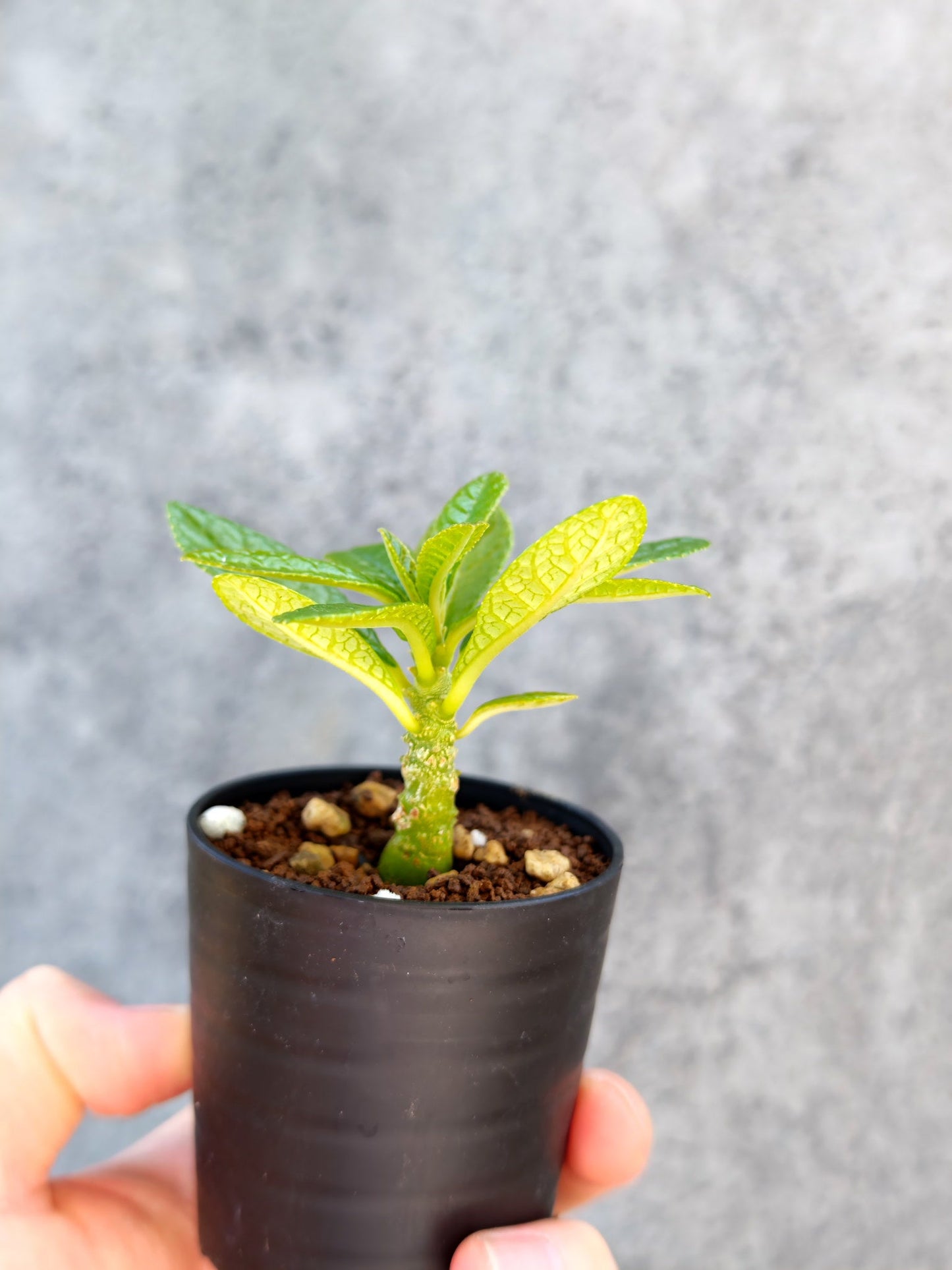 【現品限り】ドルステニア・ギガス 実生【K8】 Dorstenia gigas
