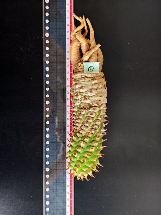 【現品限り】ユーフォルビア・サピニー おおよそ高さ22cm幅5cm 汁跡、傷み跡ありますが、硬さあり問題ありません。ただ不安な方は見送ってください 実生 抜き苗【L1】 Euphorbia sapinii